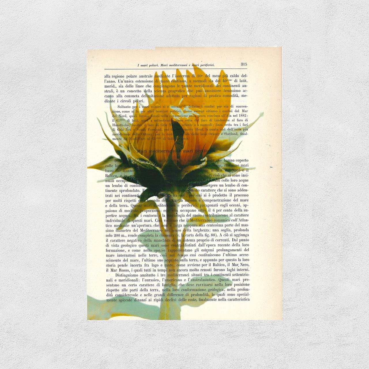 Mix-up: Fiore di Girasole