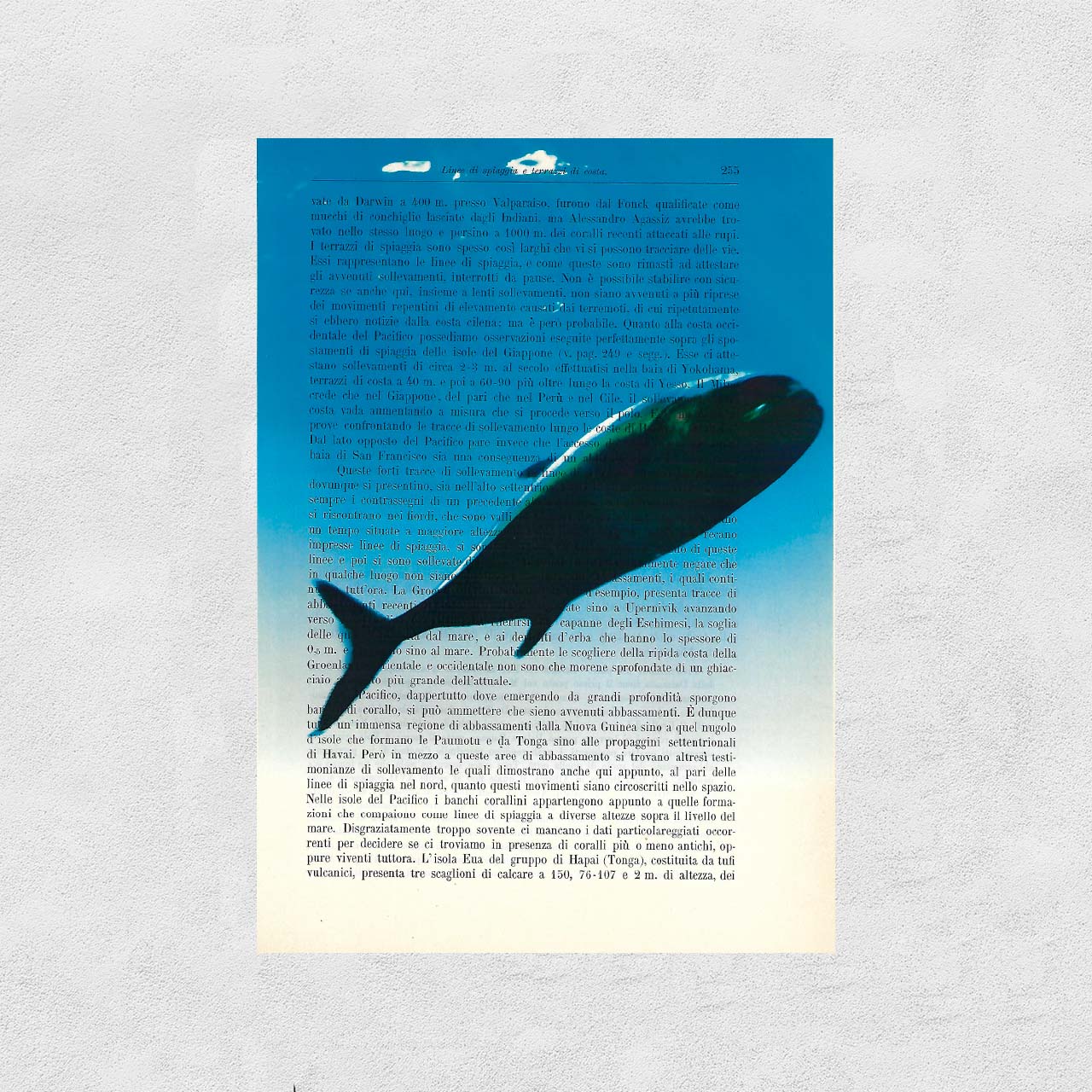 Mix-up: Balena nel mare