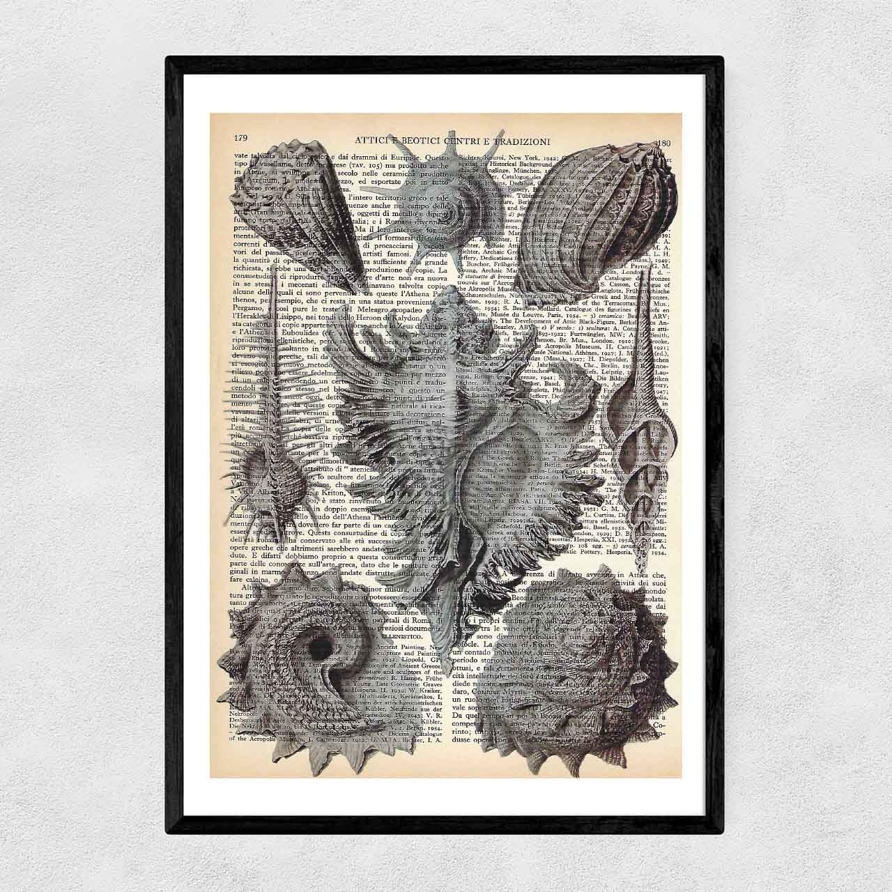 Mix-up: Conchiglie di Prosobranchie – Ernst Haeckel