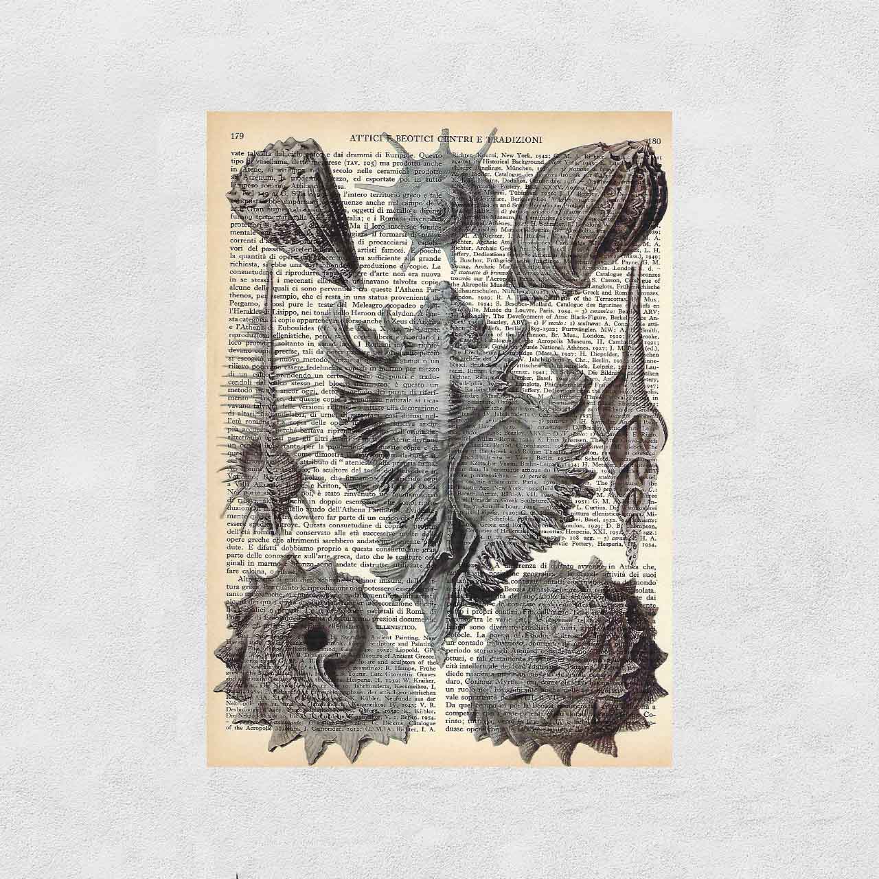 Mix-up: Conchiglie di Prosobranchie – Ernst Haeckel