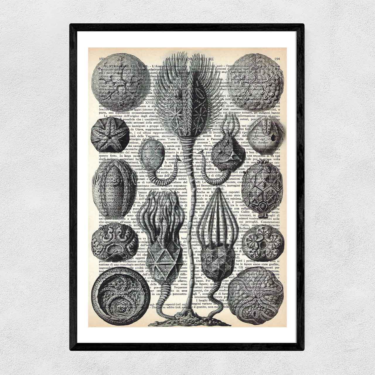 Mix-up: Conchiglie di Cistoidea – Ernst Haeckel