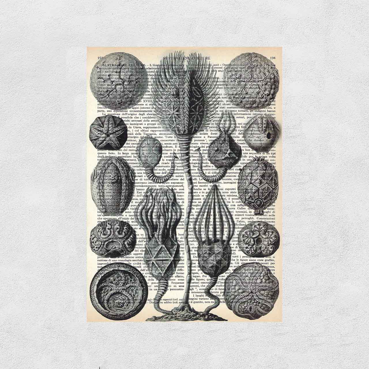 Mix-up: Conchiglie di Cistoidea – Ernst Haeckel
