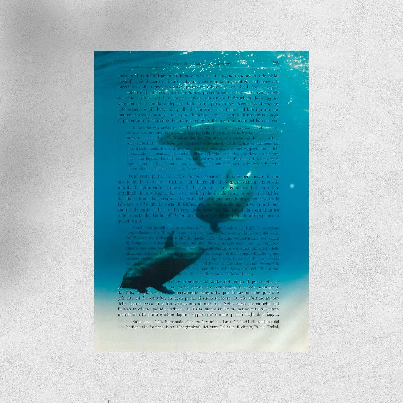 Mix-up: Delfini nel mare