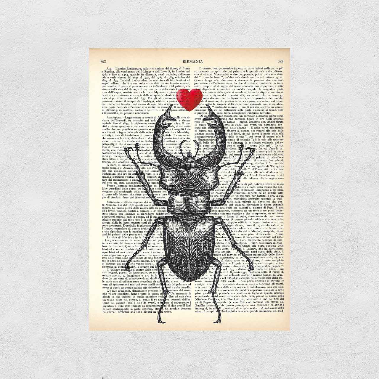 Mix-up: Scarabeo Cervo Volante con Cuore
