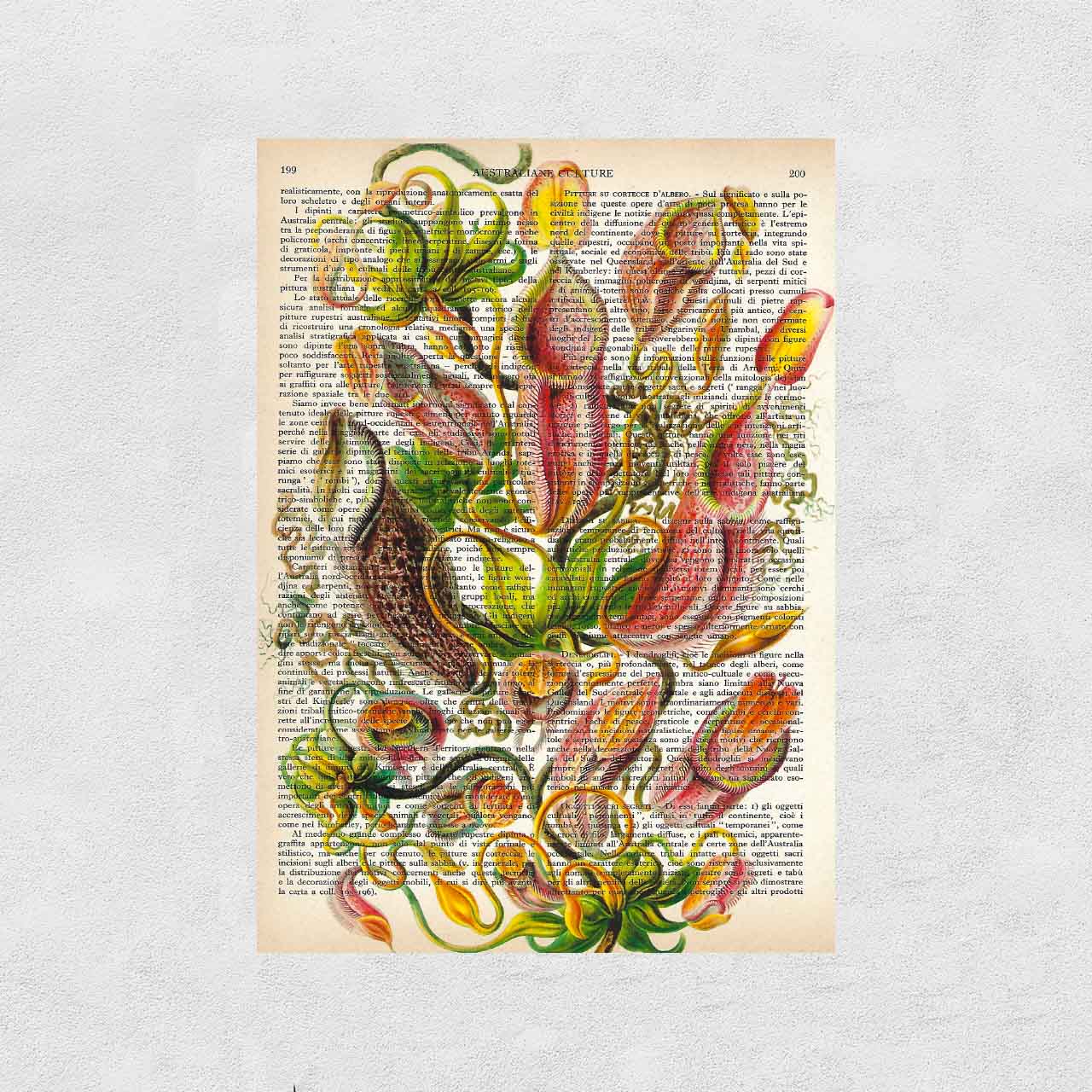 Mix-up: Fiori di Nepenthes – Ernst Haeckel